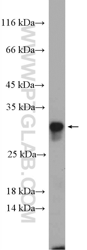 Western Blot (WB) analysis of HEK-293 cells using RAB33B Polyclonal antibody (27349-1-AP)