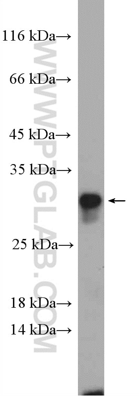 WB analysis of HEK-293 using 27349-1-AP