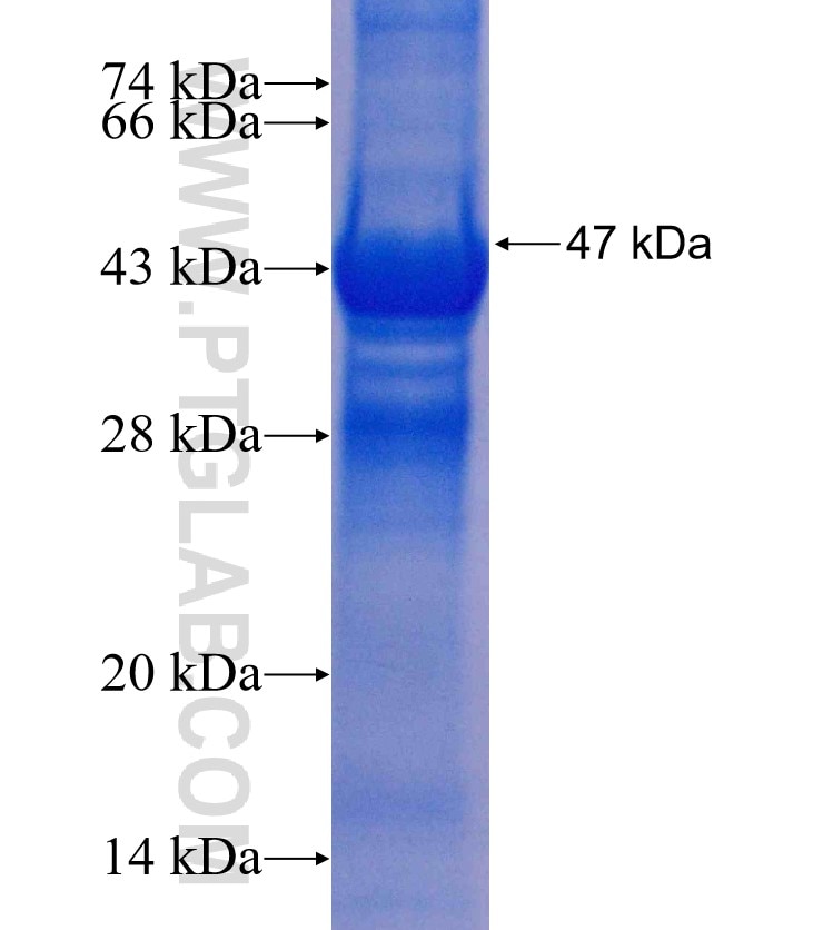 RAB33B fusion protein Ag24181 SDS-PAGE