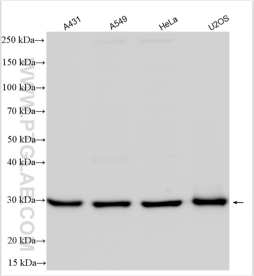 Western Blot (WB) analysis of various lysates using RAB34 Polyclonal antibody (27435-1-AP)