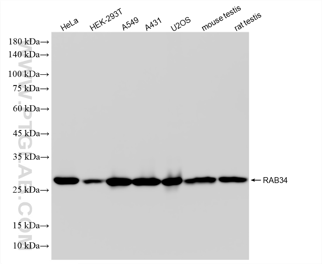 Western Blot (WB) analysis of various lysates using RAB34 Recombinant monoclonal antibody (86839-3-RR)