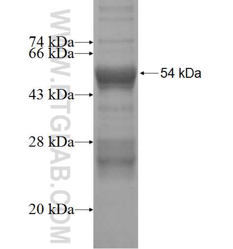 RAB34 fusion protein Ag3036 SDS-PAGE
