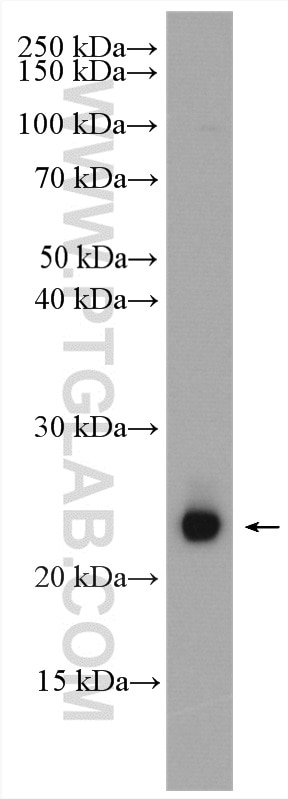Western Blot (WB) analysis of RAW 264.7 cells using RAB35 Polyclonal antibody (11329-2-AP)