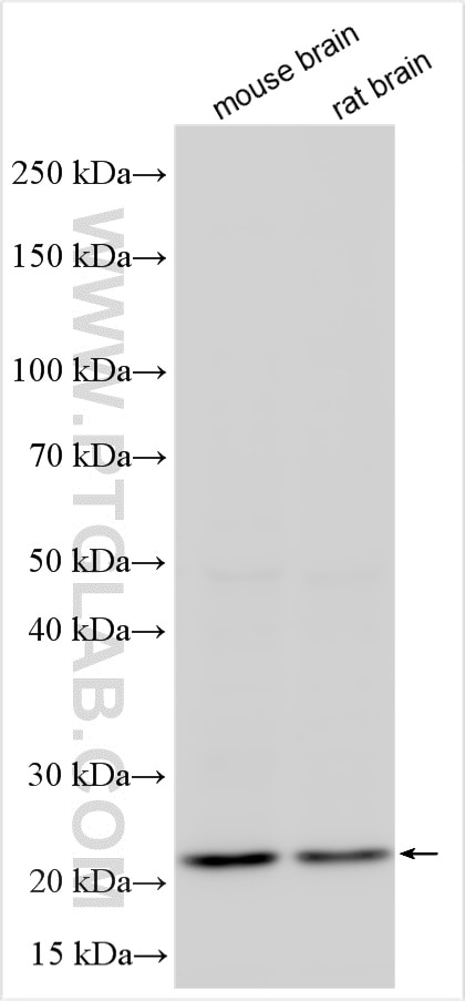 Western Blot (WB) analysis of various lysates using RAB35 Monoclonal antibody (68552-1-Ig)