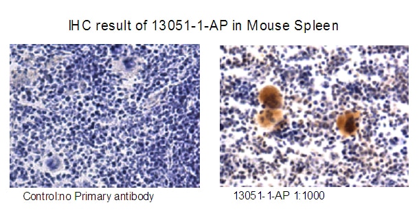 IHC staining of mouse spleen tissue using 13051-1-AP