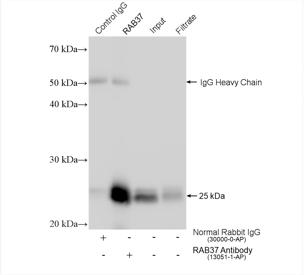 Immunoprecipitation (IP) experiment of mouse brain tissue using RAB37 Polyclonal antibody (13051-1-AP)