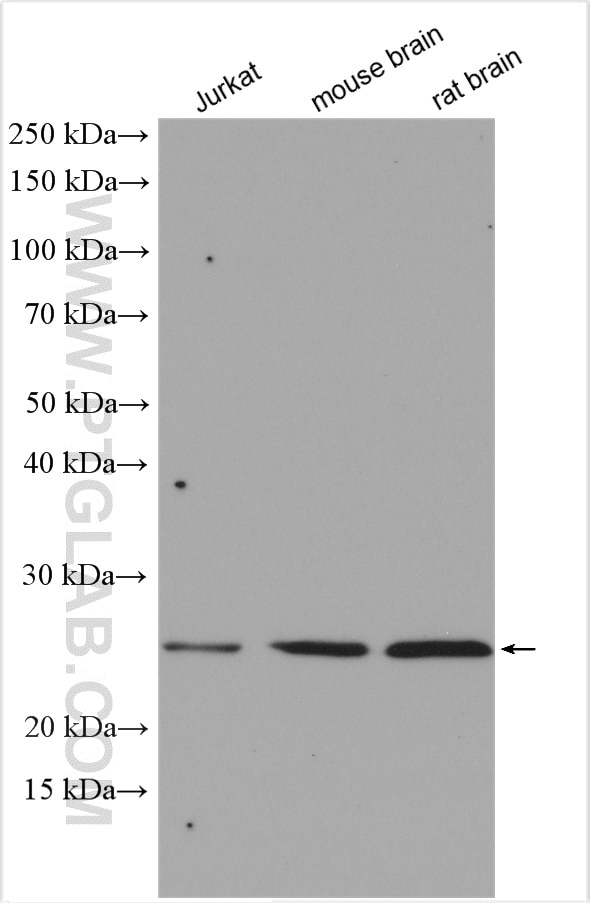 Western Blot (WB) analysis of various lysates using RAB37 Polyclonal antibody (13051-1-AP)