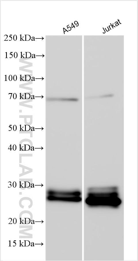 Western Blot (WB) analysis of various lysates using RAB37 Polyclonal antibody (13051-1-AP)