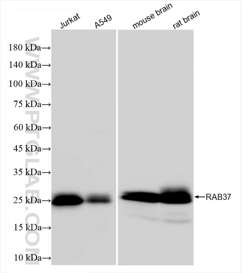 Western Blot (WB) analysis of various lysates using RAB37 Recombinant antibody (83740-4-RR)