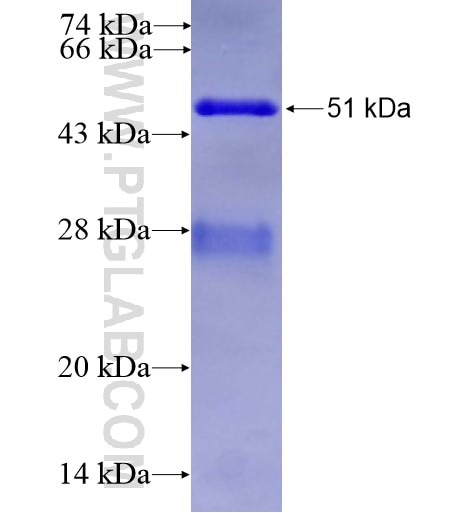RAB37 fusion protein Ag3717 SDS-PAGE