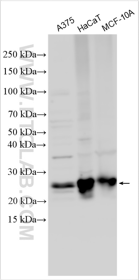 Western Blot (WB) analysis of various lysates using RAB38 Polyclonal antibody (12234-1-AP)