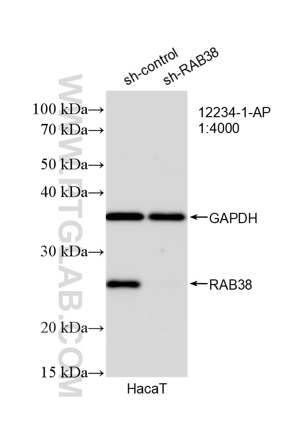 Western Blot (WB) analysis of HaCaT cells using RAB38 Polyclonal antibody (12234-1-AP)