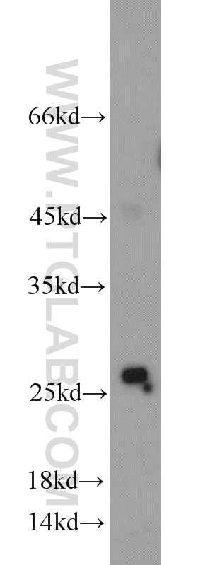 Western Blot (WB) analysis of NIH/3T3 cells using RAB38 Polyclonal antibody (12234-1-AP)