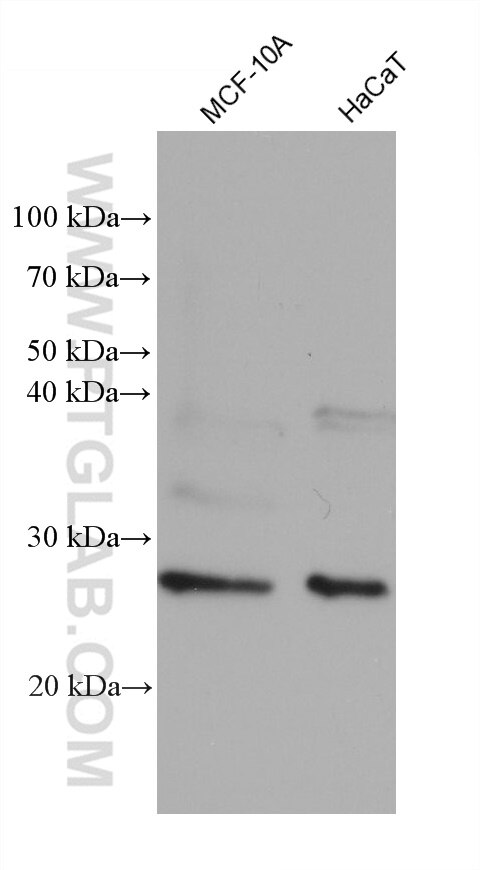 Western Blot (WB) analysis of various lysates using RAB38 Monoclonal antibody (68603-1-Ig)