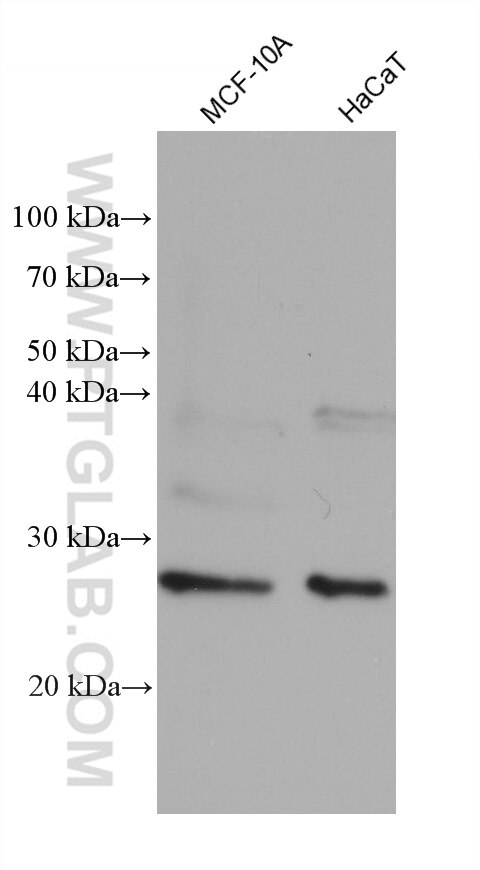 WB analysis using 68603-1-Ig