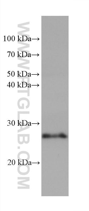 Western Blot (WB) analysis of Mo7e cells using RAB38 Monoclonal antibody (68603-1-Ig)