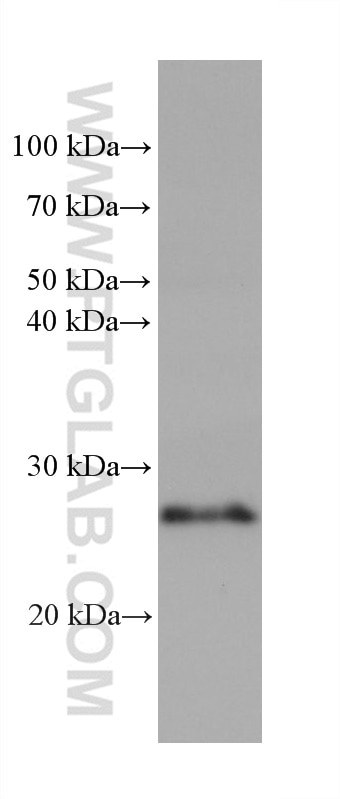 WB analysis of Mo7e using 68603-1-Ig