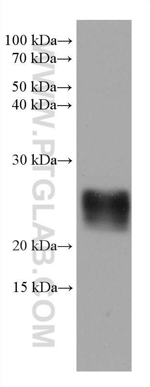 Western Blot (WB) analysis of pig brain tissue using RAB39B Monoclonal antibody (68014-1-Ig)