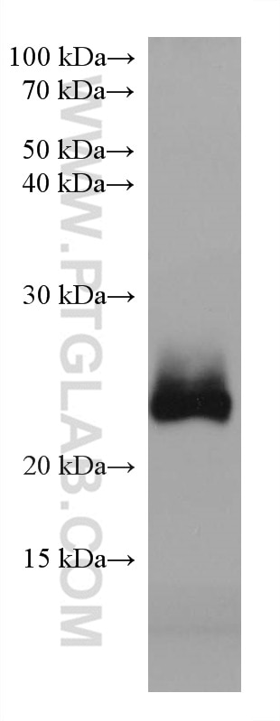 Western Blot (WB) analysis of pig cerebellum tissue using RAB39B Monoclonal antibody (68014-1-Ig)