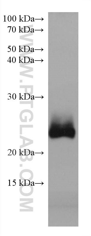 WB analysis of pig cerebellum using 68014-1-Ig