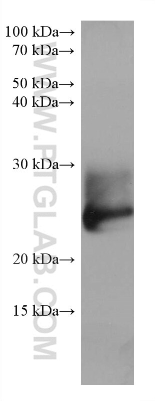 Western Blot (WB) analysis of mouse cerebellum tissue using RAB39B Monoclonal antibody (68014-1-Ig)