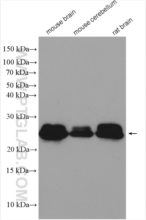 Western Blot (WB) analysis of various lysates using RAB3A Polyclonal antibody (15029-1-AP)