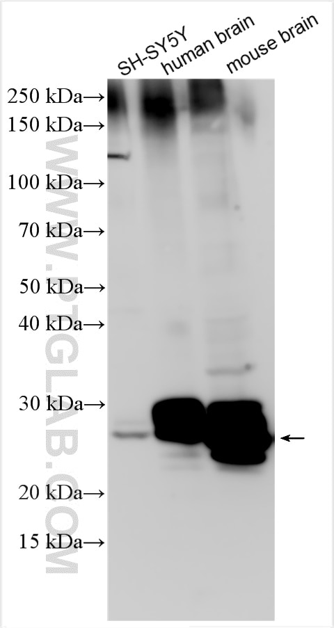 Western Blot (WB) analysis of various lysates using RAB3A Polyclonal antibody (15029-1-AP)