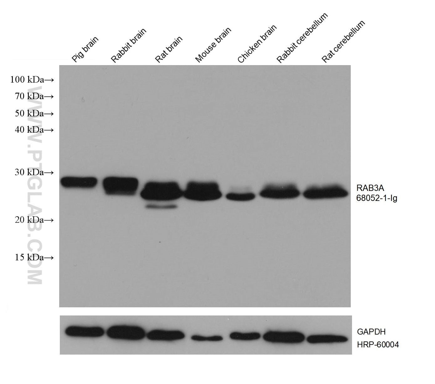 Western Blot (WB) analysis of various lysates using RAB3A Monoclonal antibody (68052-1-Ig)