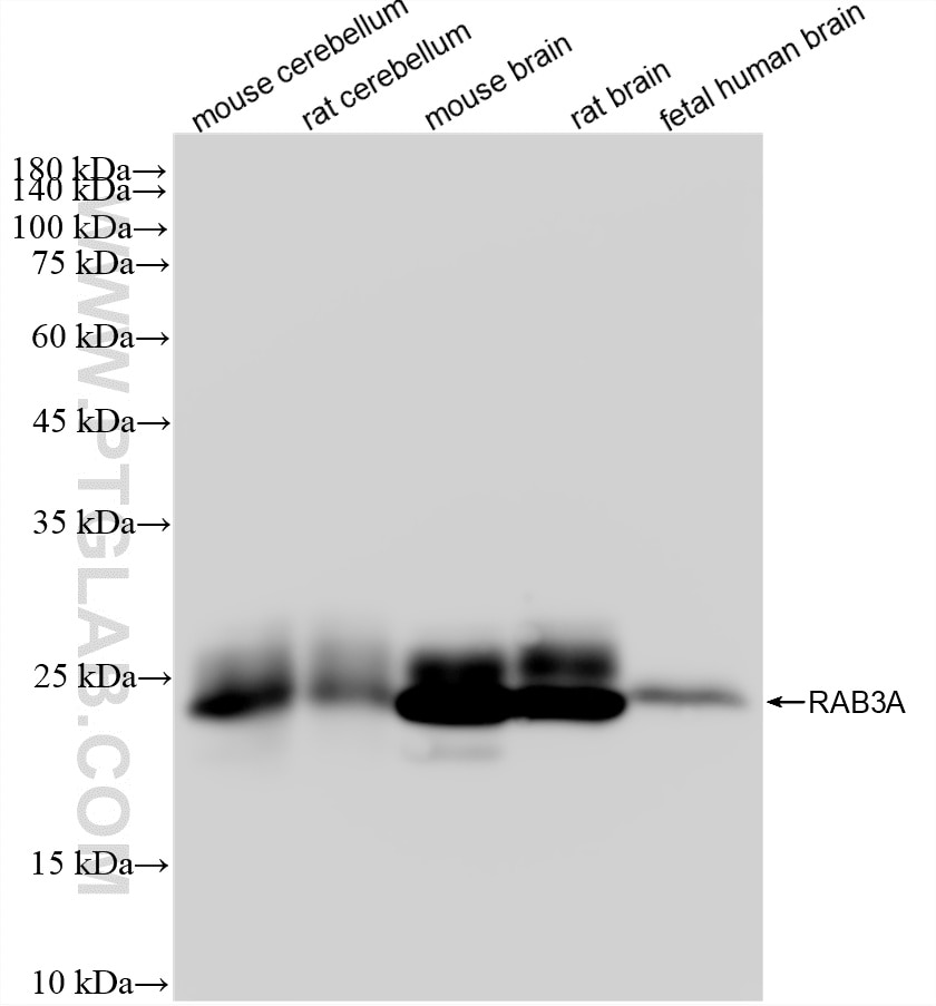 WB analysis using 87642-1-RR Western Blot (WB) analysis of various lysates using RAB3A Recombinant monoclonal antibody (87642-1-RR)