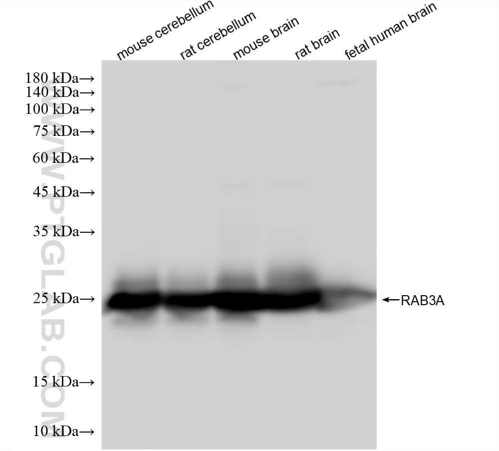 WB analysis using 87642-2-RR Western Blot (WB) analysis of various lysates using RAB3A Recombinant monoclonal antibody (87642-2-RR)