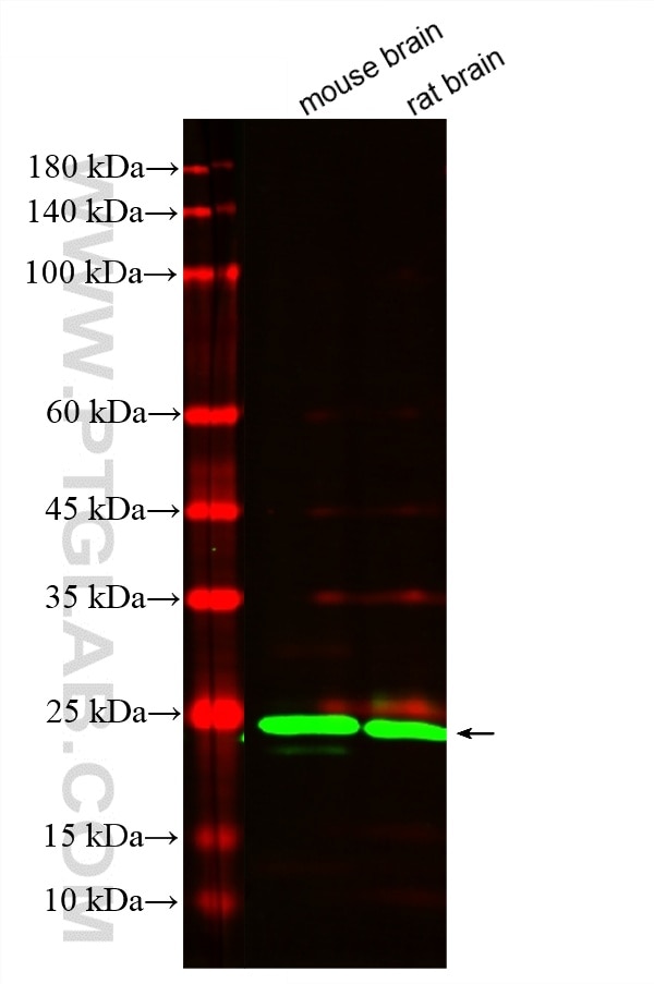 Western Blot (WB) analysis of various lysates using CoraLite® Plus 488-conjugated RAB3A Monoclonal ant (CL488-68052)