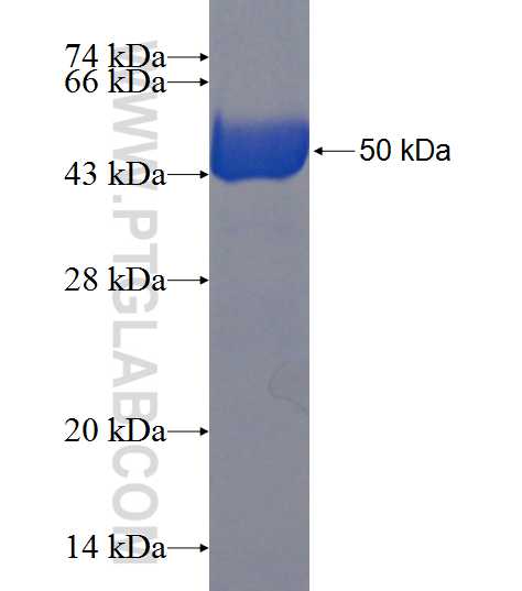 RAB3A fusion protein Ag1903 SDS-PAGE