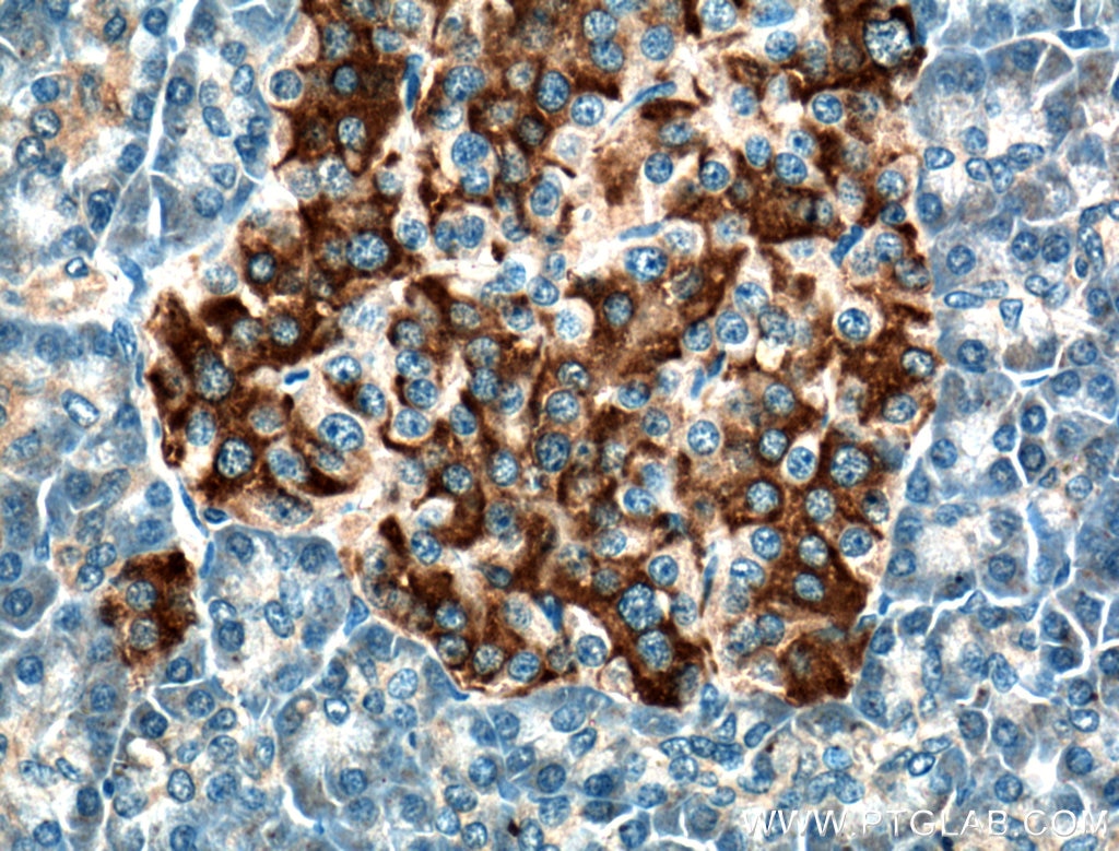 Immunohistochemistry (IHC) staining of human pancreas tissue using RAB3A-specific Polyclonal antibody (16865-1-AP)