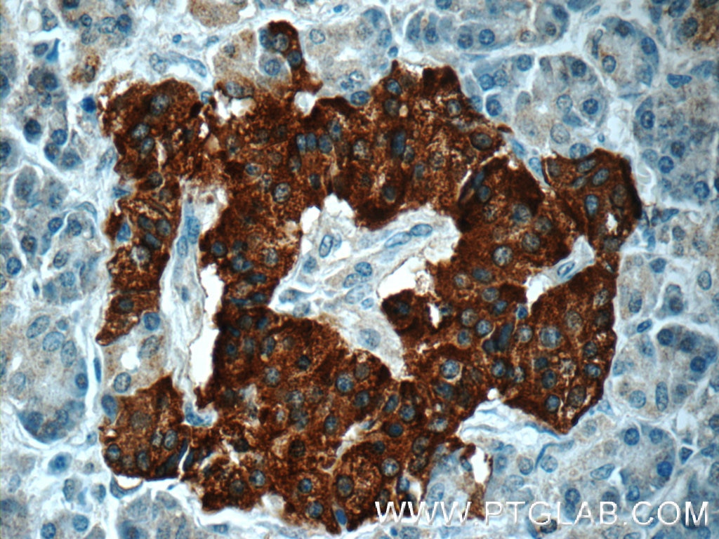 Immunohistochemistry (IHC) staining of human pancreas tissue using RAB3B/C Polyclonal antibody (15774-1-AP)