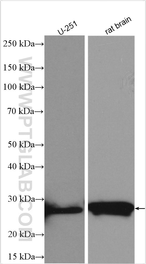 Western Blot (WB) analysis of various lysates using RAB3B/C Polyclonal antibody (15774-1-AP)
