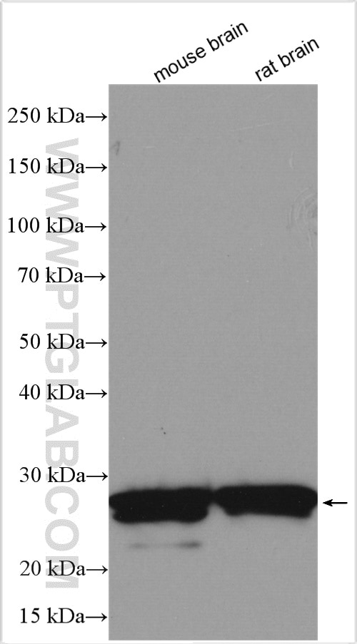 Western Blot (WB) analysis of various lysates using RAB3B/C Polyclonal antibody (15774-1-AP)