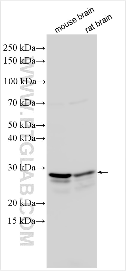 Western Blot (WB) analysis of various lysates using RAB3B/C Polyclonal antibody (15774-1-AP)