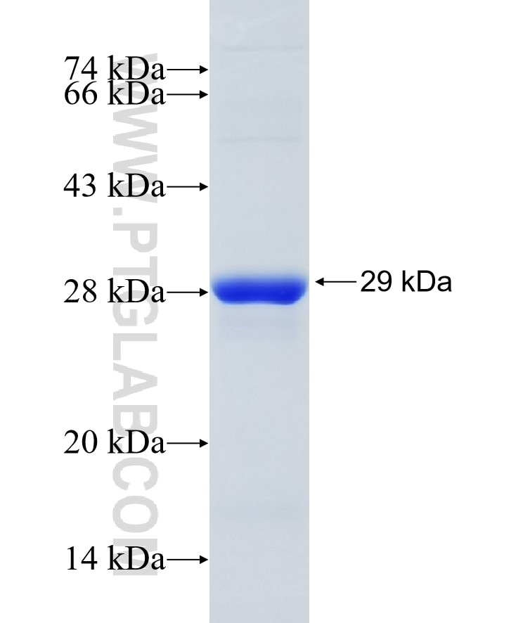 RAB3B fusion protein Ag8448 SDS-PAGE