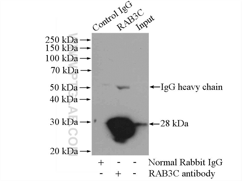 Immunoprecipitation (IP) experiment of mouse brain tissue using RAB3C Polyclonal antibody (10788-1-AP)