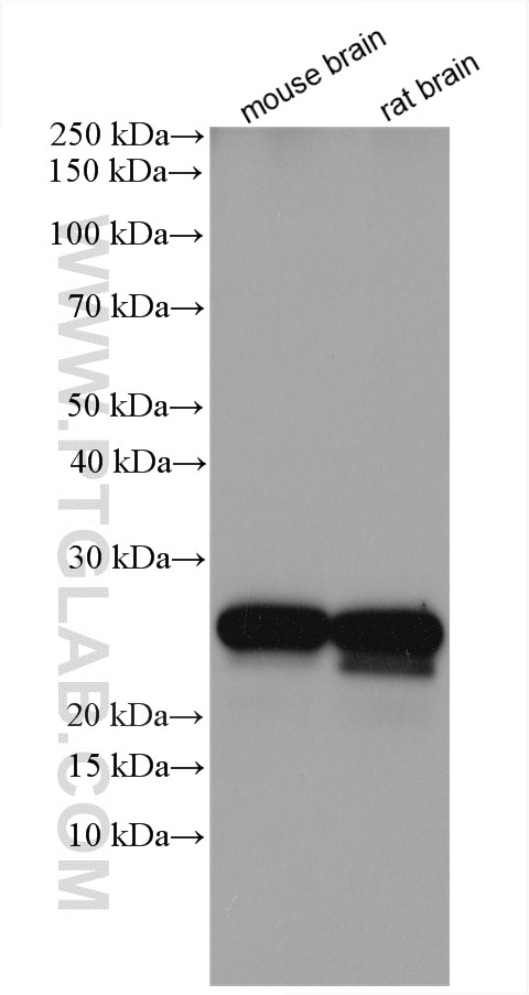 Western Blot (WB) analysis of various lysates using RAB3C Polyclonal antibody (10788-1-AP)