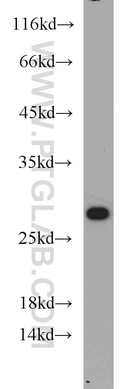 Western Blot (WB) analysis of mouse lung tissue using RAB3C Polyclonal antibody (10788-1-AP)