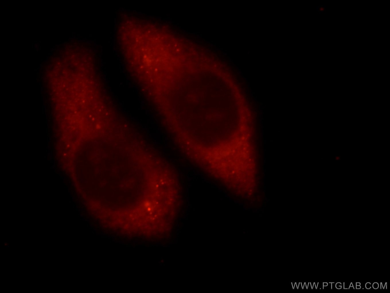 Immunofluorescence (IF) / fluorescent staining of HepG2 cells using RAB3C-specific Polyclonal antibody (16867-1-AP)