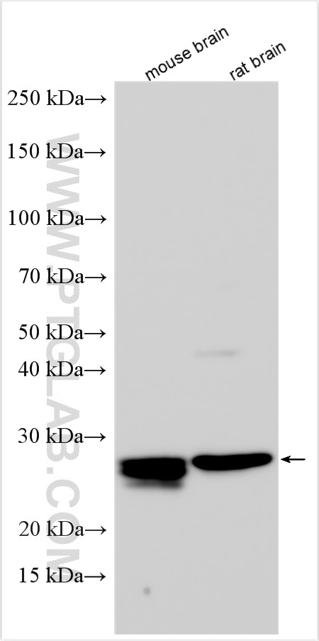 Western Blot (WB) analysis of various lysates using RAB3C-specific Polyclonal antibody (16867-1-AP)