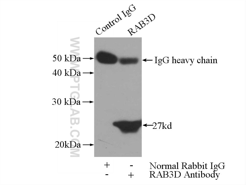 Immunoprecipitation (IP) experiment of SW 1990 cells using RAB3D Polyclonal antibody (12320-1-AP)