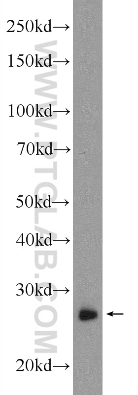 Western Blot (WB) analysis of mouse lung tissue using RAB3D Polyclonal antibody (12320-1-AP)