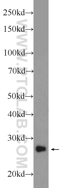 Western Blot (WB) analysis of mouse lung tissue using RAB3D Polyclonal antibody (12320-1-AP)