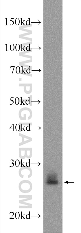 Western Blot (WB) analysis of SW 1990 cells using RAB3D Polyclonal antibody (12320-1-AP)