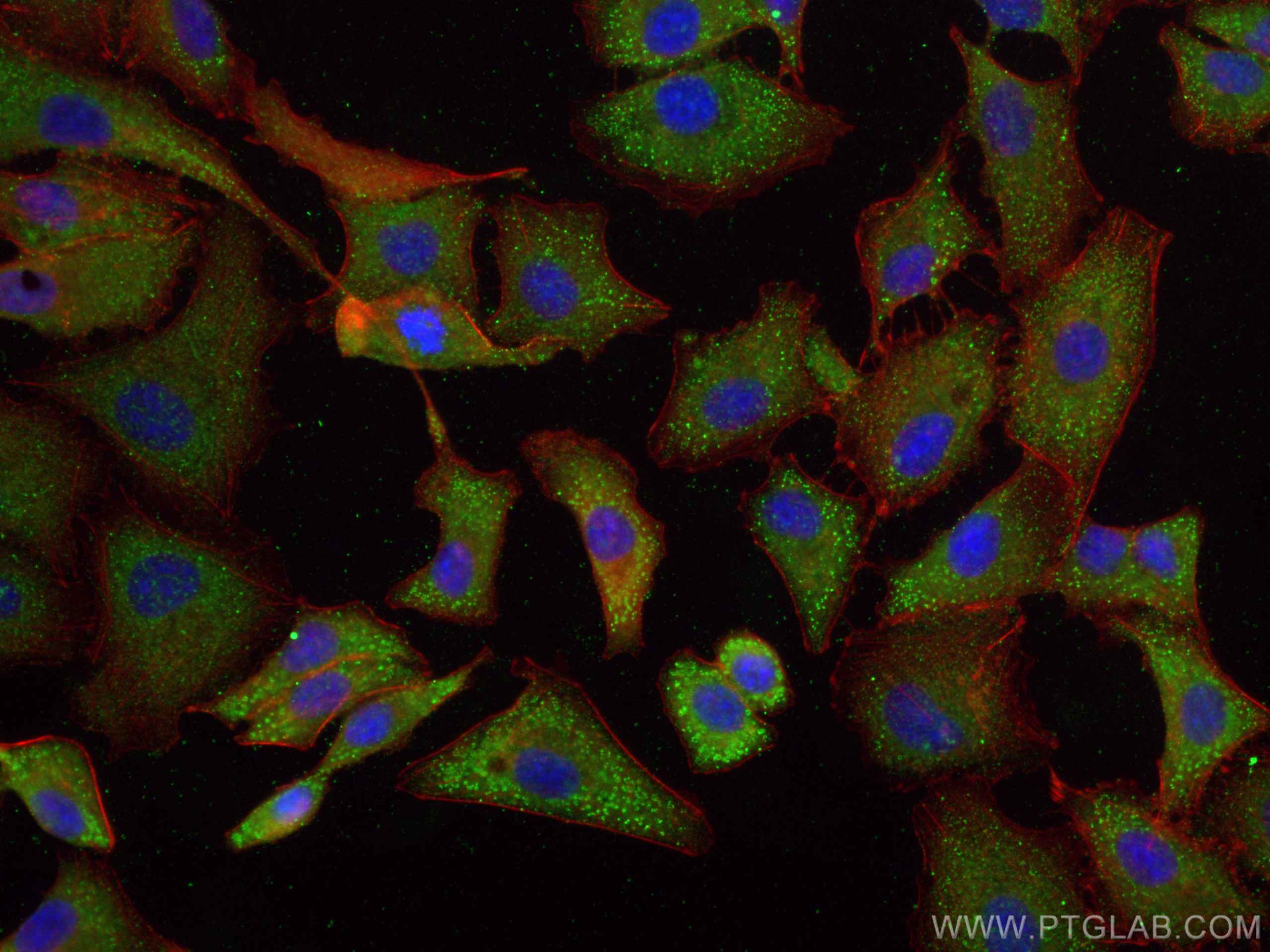 Immunofluorescence (IF) / fluorescent staining of A549 cells using RAB3D Monoclonal antibody (67118-1-Ig)