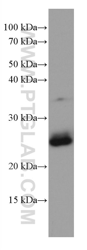 Western Blot (WB) analysis of NCI-H1299 cells using RAB3D Monoclonal antibody (67118-1-Ig)