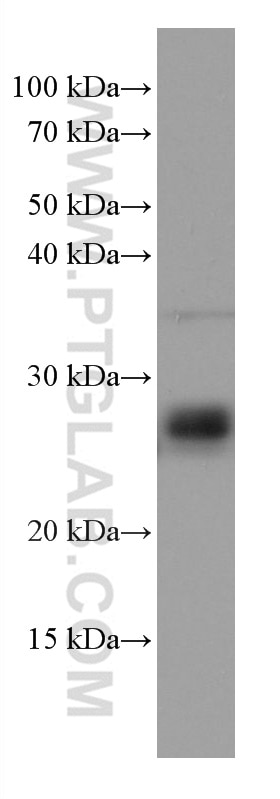 Western Blot (WB) analysis of A549 cells using RAB3D Monoclonal antibody (67118-1-Ig)